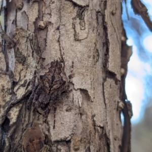 Hortophora sp. (genus) at Watson Green Space - 18 Mar 2024 06:14 PM