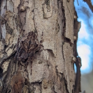 Hortophora sp. (genus) at Watson Green Space - 18 Mar 2024 06:14 PM