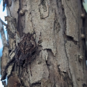 Hortophora sp. (genus) at Watson Green Space - 18 Mar 2024 06:14 PM