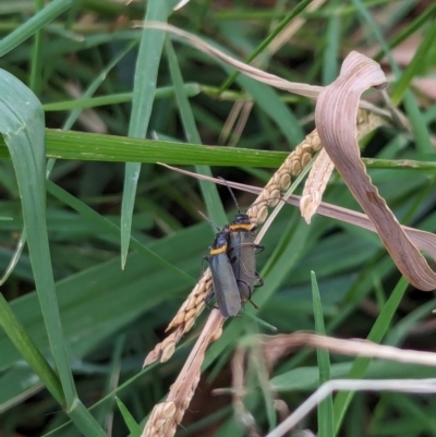 Chauliognathus lugubris (Plague Soldier Beetle) at Watson, ACT - 18 Mar 2024 by AniseStar