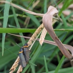 Chauliognathus lugubris at Watson Green Space - 18 Mar 2024