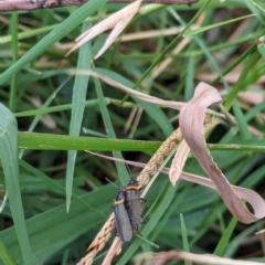 Chauliognathus lugubris at Watson Green Space - 18 Mar 2024