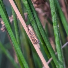 Glyphipterix cyanochalca (A sedge moth) at Watson, ACT - 18 Mar 2024 by AniseStar