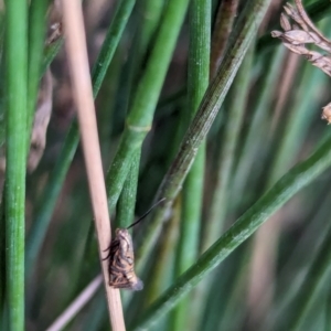 Glyphipterix cyanochalca at Watson Green Space - 18 Mar 2024