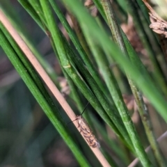 Glyphipterix cyanochalca at Watson Green Space - 18 Mar 2024