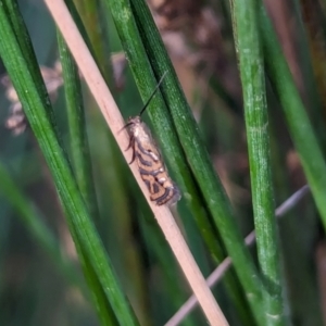 Glyphipterix cyanochalca at Watson Green Space - 18 Mar 2024