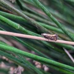 Glyphipterix cyanochalca at Watson Green Space - 18 Mar 2024 05:35 PM