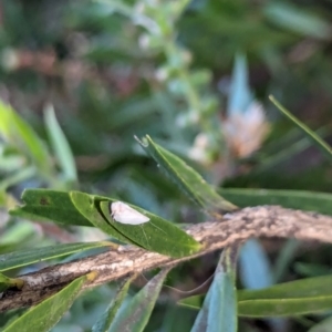 Anzora unicolor at Watson Green Space - 18 Mar 2024 06:08 PM