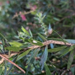 Anzora unicolor at Watson Green Space - 18 Mar 2024 06:08 PM