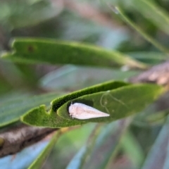 Anzora unicolor at Watson Green Space - 18 Mar 2024 06:08 PM