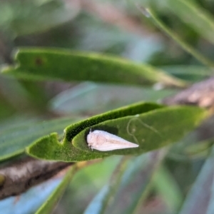 Anzora unicolor at Watson Green Space - 18 Mar 2024