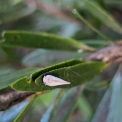 Anzora unicolor at Watson Green Space - 18 Mar 2024 06:08 PM