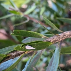 Anzora unicolor at Watson Green Space - 18 Mar 2024 06:08 PM