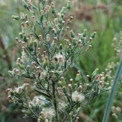 Erigeron bonariensis at Watson Green Space - 18 Mar 2024 05:52 PM