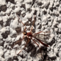 Enicospilus sp. (genus) (An ichneumon wasp) at Watson, ACT - 17 Mar 2024 by AniseStar