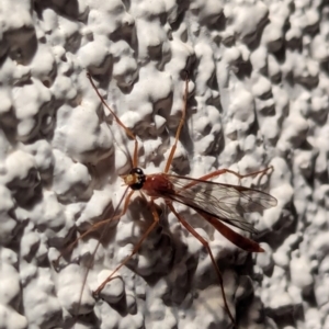 Enicospilus sp. (genus) at Watson, ACT - 17 Mar 2024