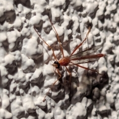 Enicospilus sp. (genus) at Watson, ACT - suppressed