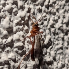 Enicospilus sp. (genus) at Watson, ACT - 17 Mar 2024