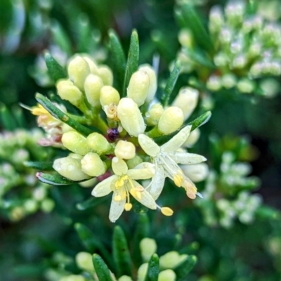 Leionema phylicifolium (Mountain Phebalium) at Smiggin Holes, NSW - 18 Mar 2024 by HelenCross