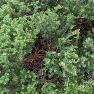 Leionema phylicifolium at Kosciuszko National Park - 18 Mar 2024