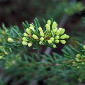 Leionema phylicifolium at Kosciuszko National Park - 18 Mar 2024