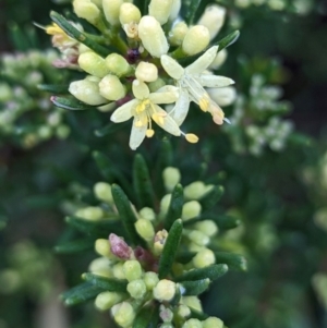 Leionema phylicifolium at Kosciuszko National Park - 18 Mar 2024