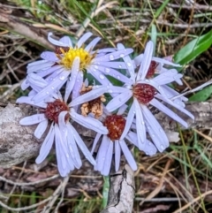 Symphyotrichum novi-belgii (Michaelmas Daisy) at Kosciuszko National Park - 18 Mar 2024 by HelenCross