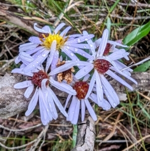 Symphyotrichum novi-belgii at Kosciuszko National Park - 18 Mar 2024