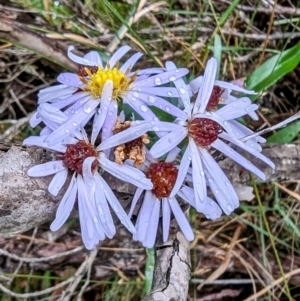 Symphyotrichum novi-belgii at Kosciuszko National Park - 18 Mar 2024 04:56 PM