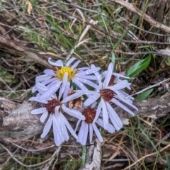 Symphyotrichum novi-belgii at Kosciuszko National Park - 18 Mar 2024