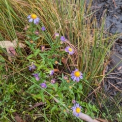 Symphyotrichum novi-belgii at Kosciuszko National Park - 18 Mar 2024 04:56 PM