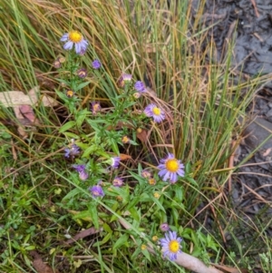 Symphyotrichum novi-belgii at Kosciuszko National Park - 18 Mar 2024 04:56 PM