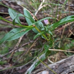 Symphyotrichum novi-belgii at Kosciuszko National Park - 18 Mar 2024 04:56 PM