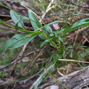 Symphyotrichum novi-belgii at Kosciuszko National Park - 18 Mar 2024 04:56 PM