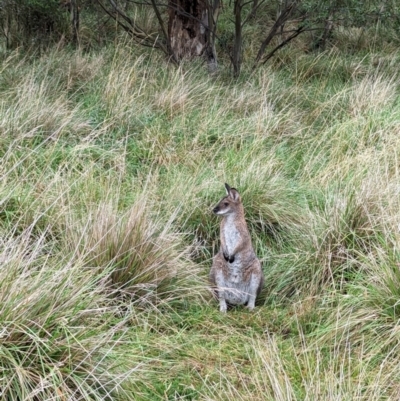 Notamacropus rufogriseus (Red-necked Wallaby) at Wilsons Valley, NSW - 18 Mar 2024 by HelenCross