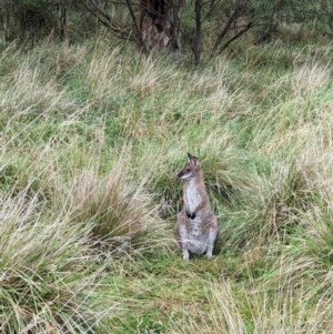 Notamacropus rufogriseus (Red-necked Wallaby) at Kosciuszko National Park by HelenCross