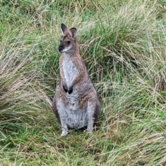 Notamacropus rufogriseus at Kosciuszko National Park - 18 Mar 2024