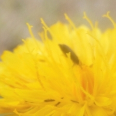 Dasytinae (subfamily) (Soft-winged flower beetle) at Mugga Mugga Grassland (MMW) - 18 Mar 2024 by MichaelMulvaney