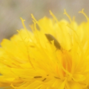 Dasytinae (subfamily) at Mugga Mugga Grassland (MMW) - 18 Mar 2024