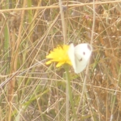 Pieris rapae (Cabbage White) at Symonston, ACT - 18 Mar 2024 by MichaelMulvaney