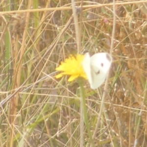 Pieris rapae at Mugga Mugga Grassland (MMW) - 18 Mar 2024