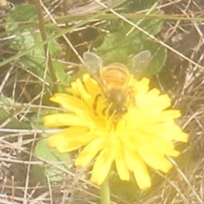 Apis mellifera (European honey bee) at Mugga Mugga Grassland (MMW) - 18 Mar 2024 by MichaelMulvaney