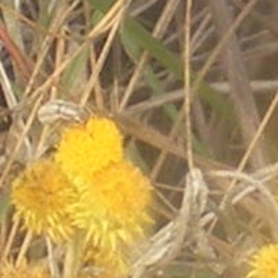 Entiminae (subfamily) (Entimine weevil) at Mugga Mugga Grassland (MMW) - 18 Mar 2024 by MichaelMulvaney