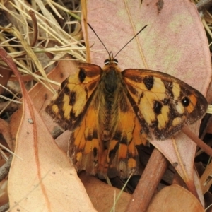 Heteronympha penelope at Lysterfield, VIC - 12 Mar 2024