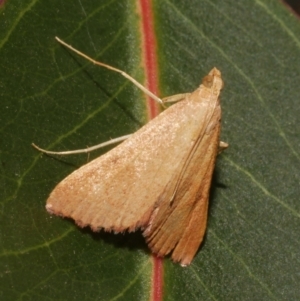 Endotricha ignealis at Freshwater Creek, VIC - 9 Feb 2024