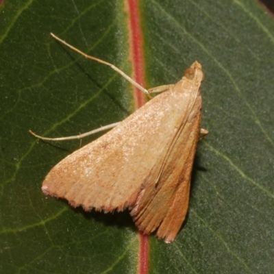Endotricha ignealis (A Pyralid moth (Endotrichinae)) at WendyM's farm at Freshwater Ck. - 9 Feb 2024 by WendyEM