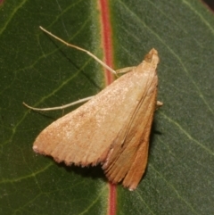 Endotricha ignealis (A Pyralid moth (Endotrichinae)) at Freshwater Creek, VIC - 9 Feb 2024 by WendyEM