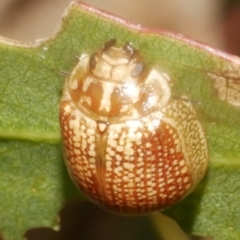 Paropsisterna decolorata (A Eucalyptus leaf beetle) at WendyM's farm at Freshwater Ck. - 9 Feb 2024 by WendyEM