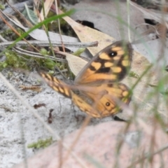 Geitoneura klugii (Marbled Xenica) at Belgrave South, VIC - 11 Mar 2024 by GlossyGal