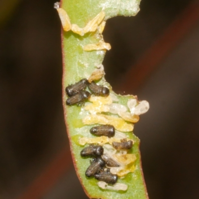 Paropsisterna sp. (genus) (A leaf beetle) at WendyM's farm at Freshwater Ck. - 9 Feb 2024 by WendyEM